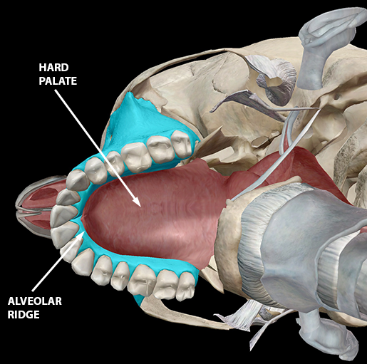 Something to Talk About The Anatomy of Speech Sounds